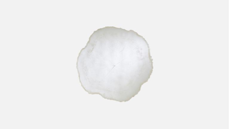 ARBO ICE mirror | Majesty of the tree